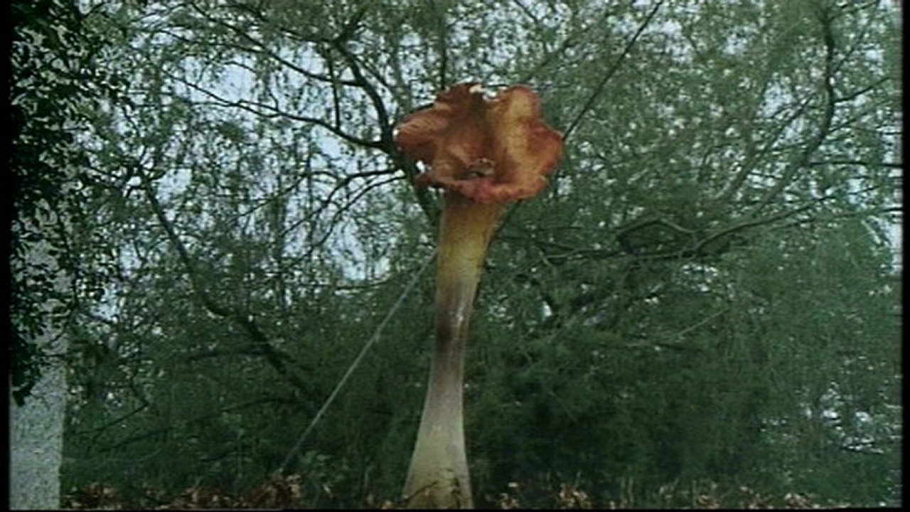 war of the triffids