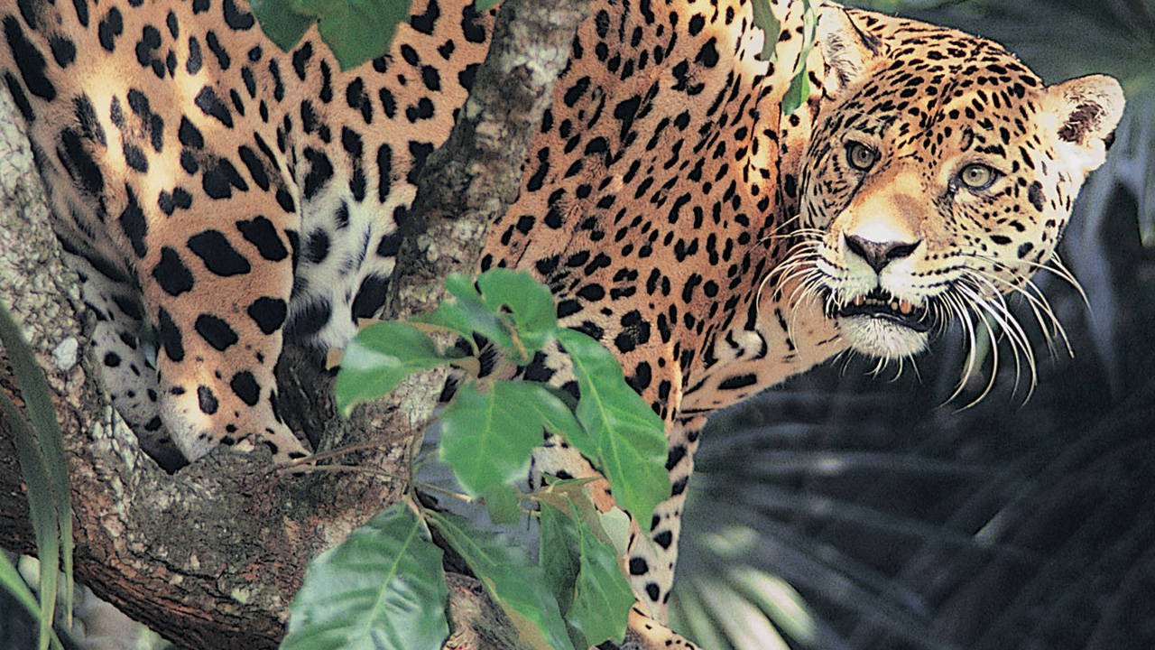 Jaguar Adventure With Nigel Marven