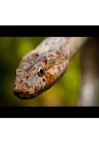 Rarity to Recovery: The Story of the Antiguan Racer Snake