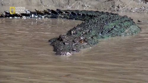 Crocpocalypse