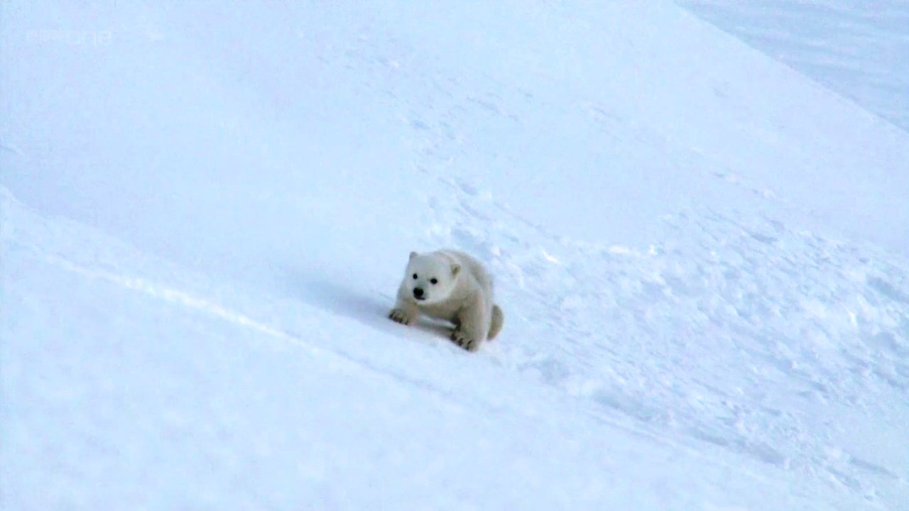 Polar Bear: Spy on the Ice