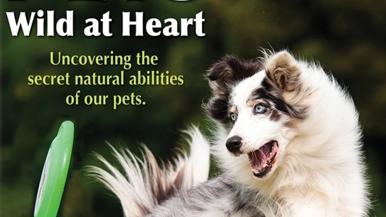 Pets: Wild at Heart Episode 1