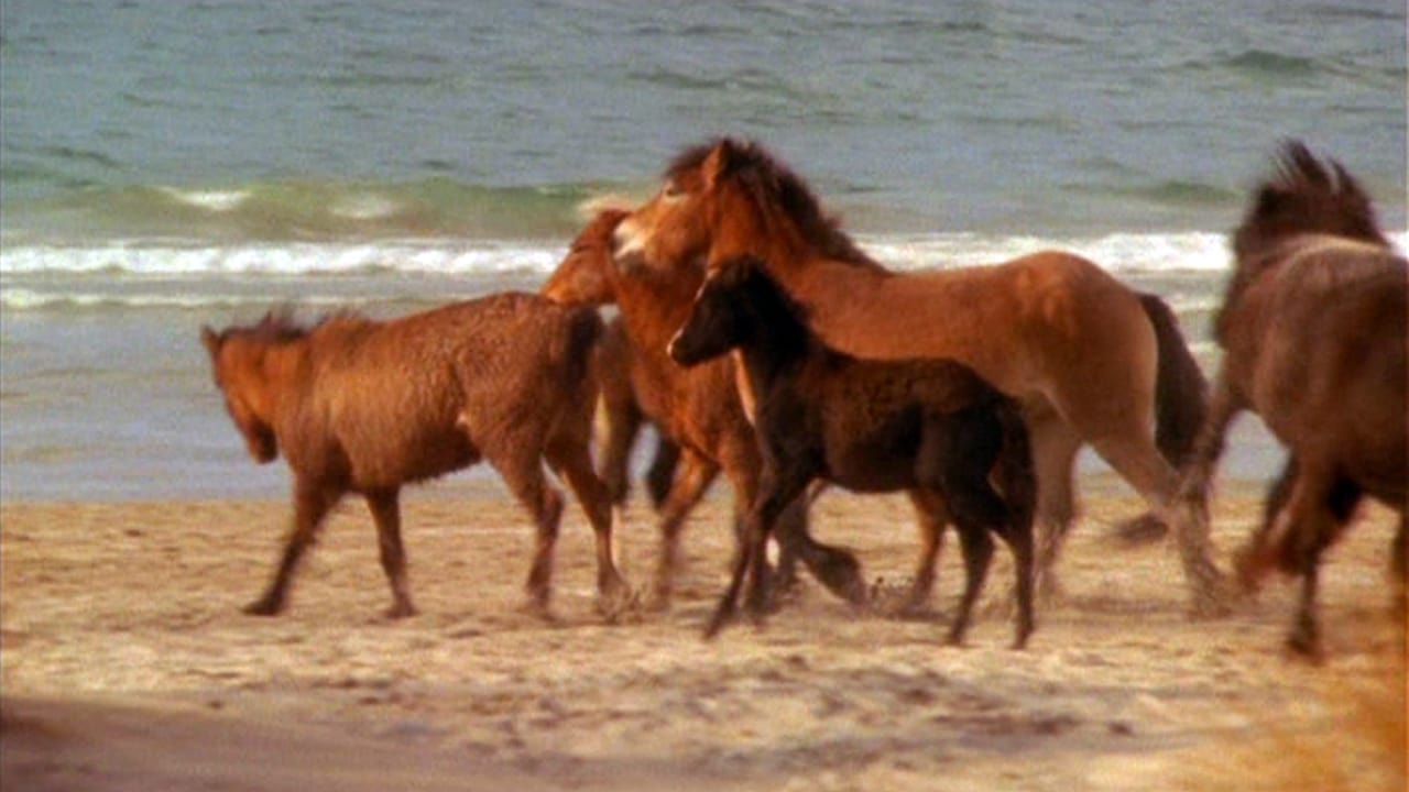 Online Touching Wild Horses Movies | Free Touching Wild Horses Full