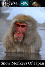 Watch Snow Monkeys of Japan