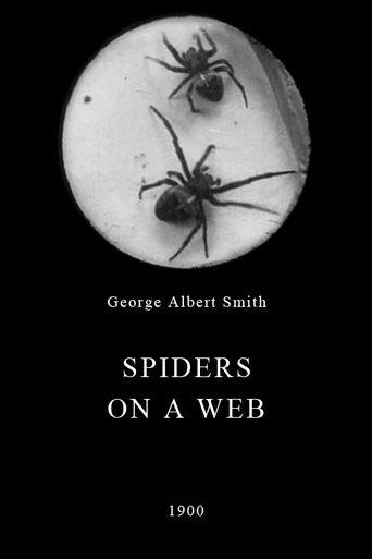 Watch Spiders on a Web