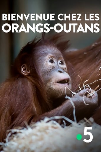 Bienvenue chez les orangs-outans