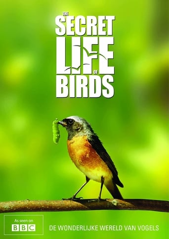 Watch Iolo's Secret Life of Birds