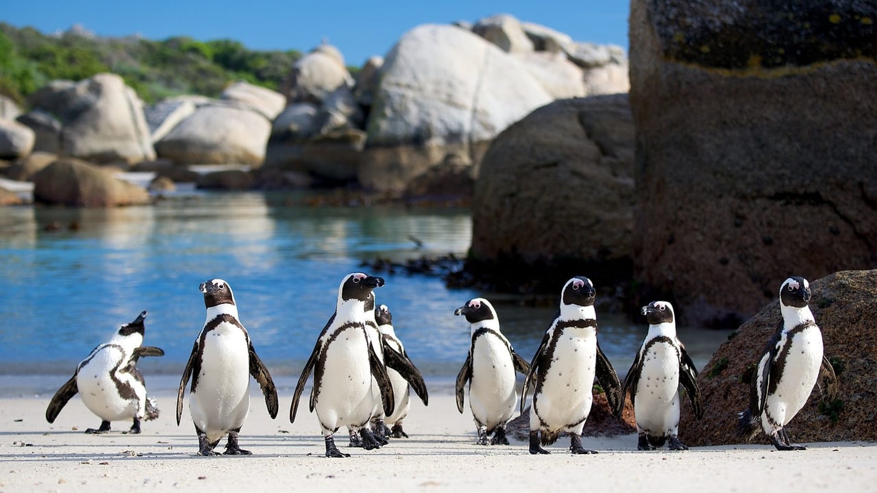 Penguins: Meet the Family