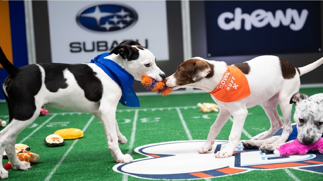 Puppy Bowl XVII