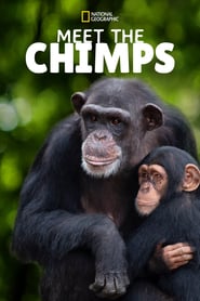 Watch Meet the Chimps