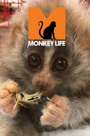Watch Monkey Life
