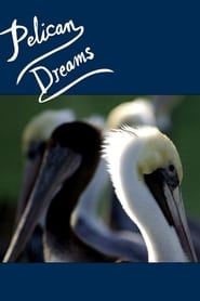 Watch Pelican Dreams