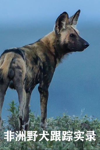 Wild Dogs Tracing Tales