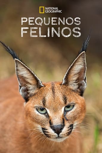 Pequenos Felinos