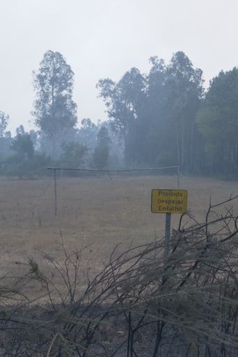 O Que Farei Quando Tudo Arde