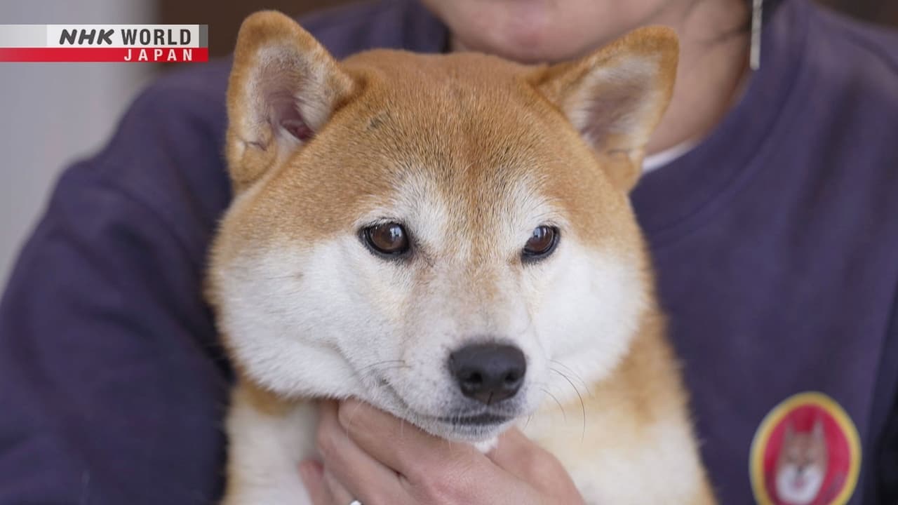 Digging Deep: What Makes Shiba Inu Dogs So Special?