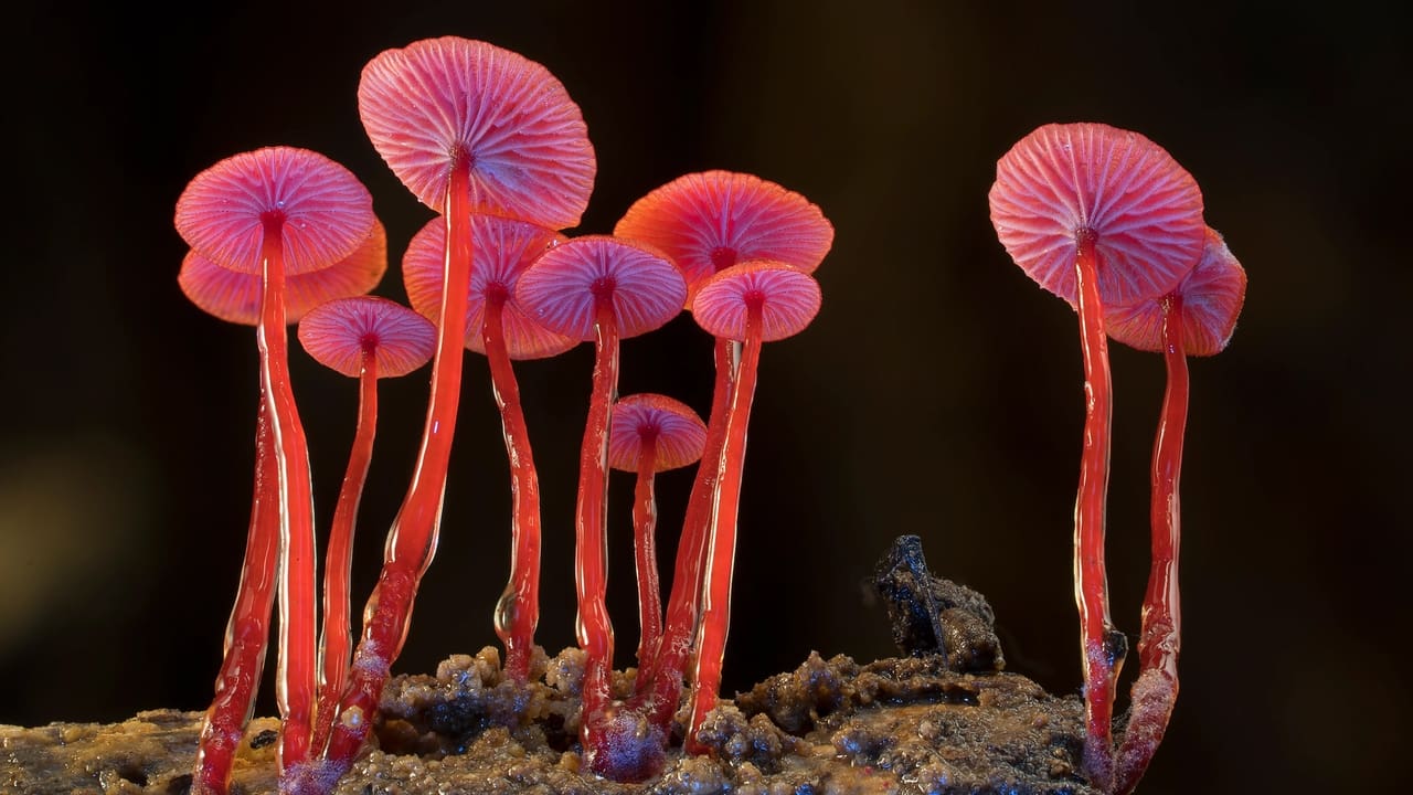 Fungi: The Web of Life