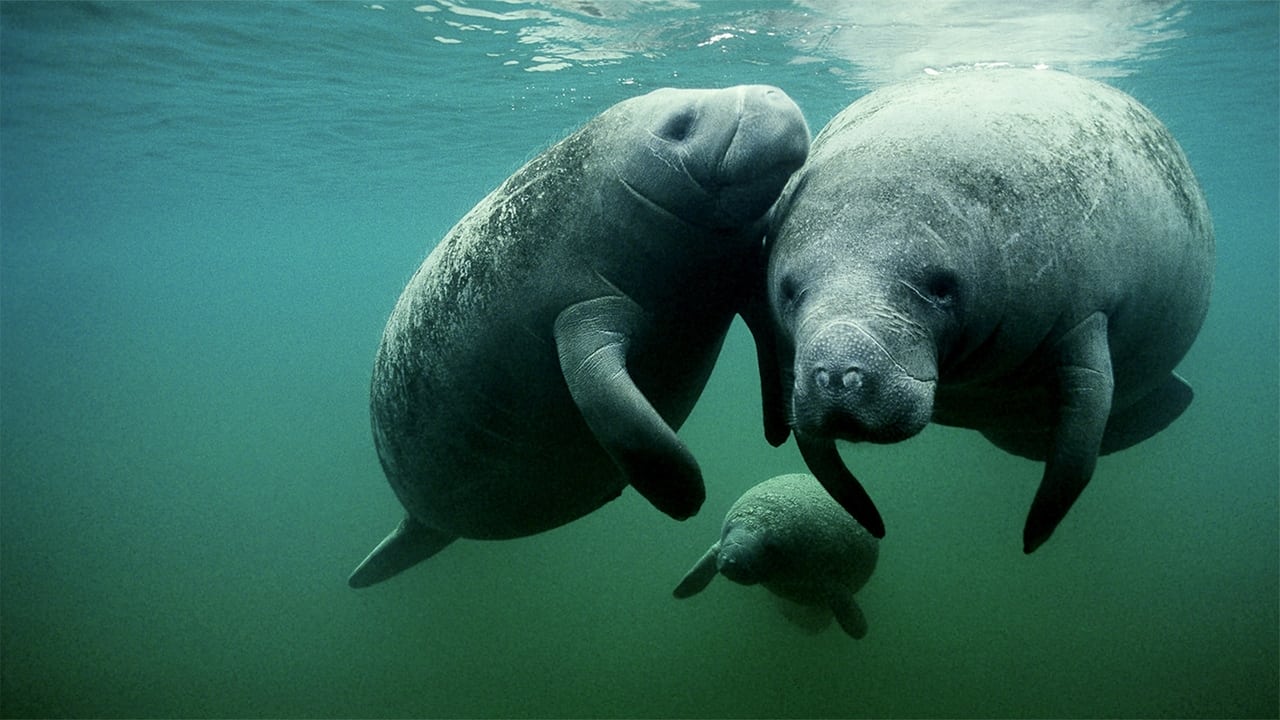 Manatees On The Move