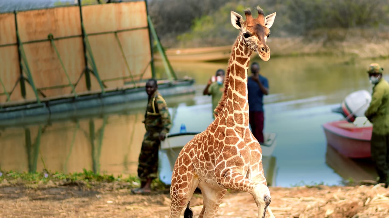 Saving Giraffes: The Long Journey Home