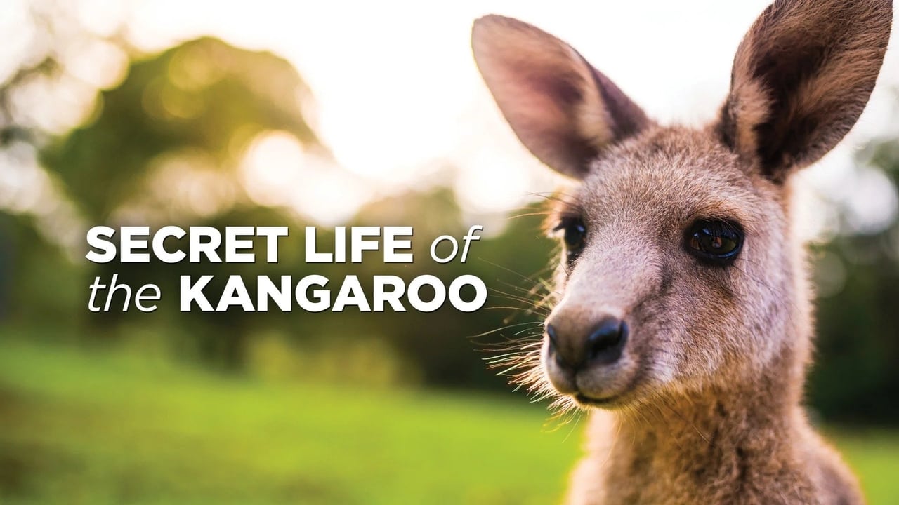 Secret Life of the Kangaroo