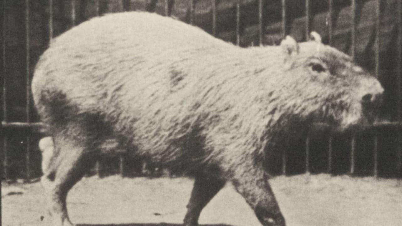 Capybara Walking