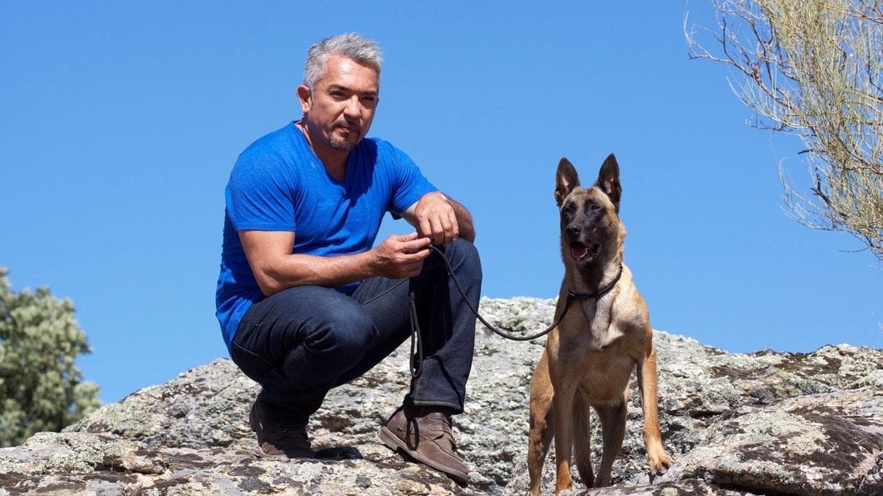 Cesar Millan's Leader of the Pack