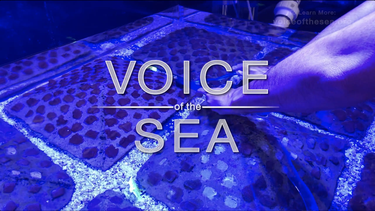 Voice of the Sea