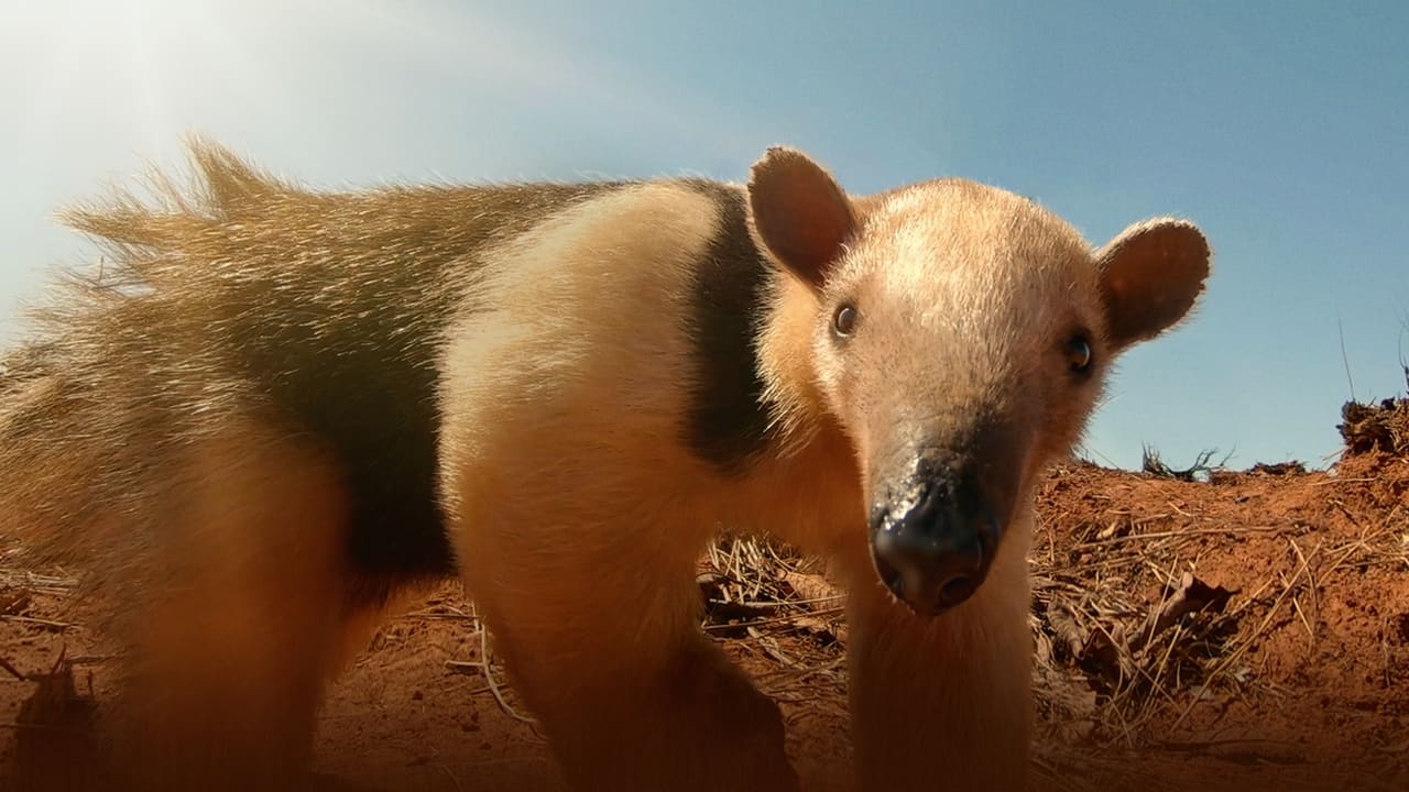 South America's Weirdest Animals