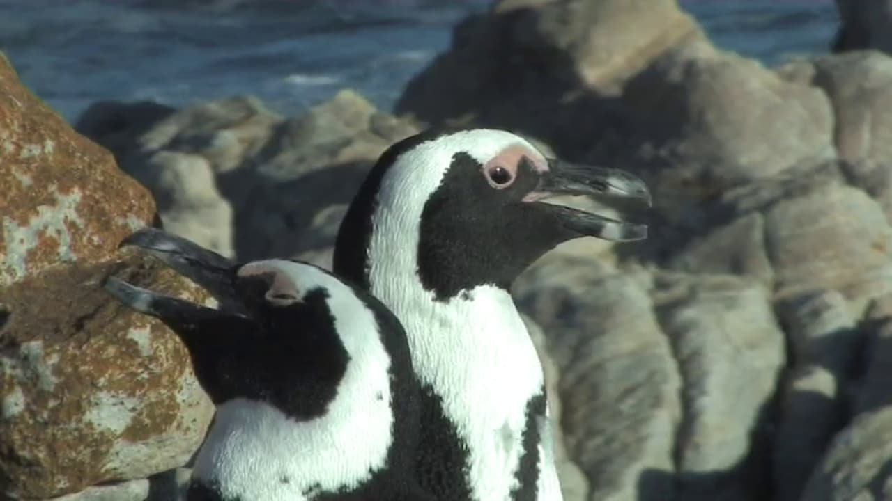 The African Penguin