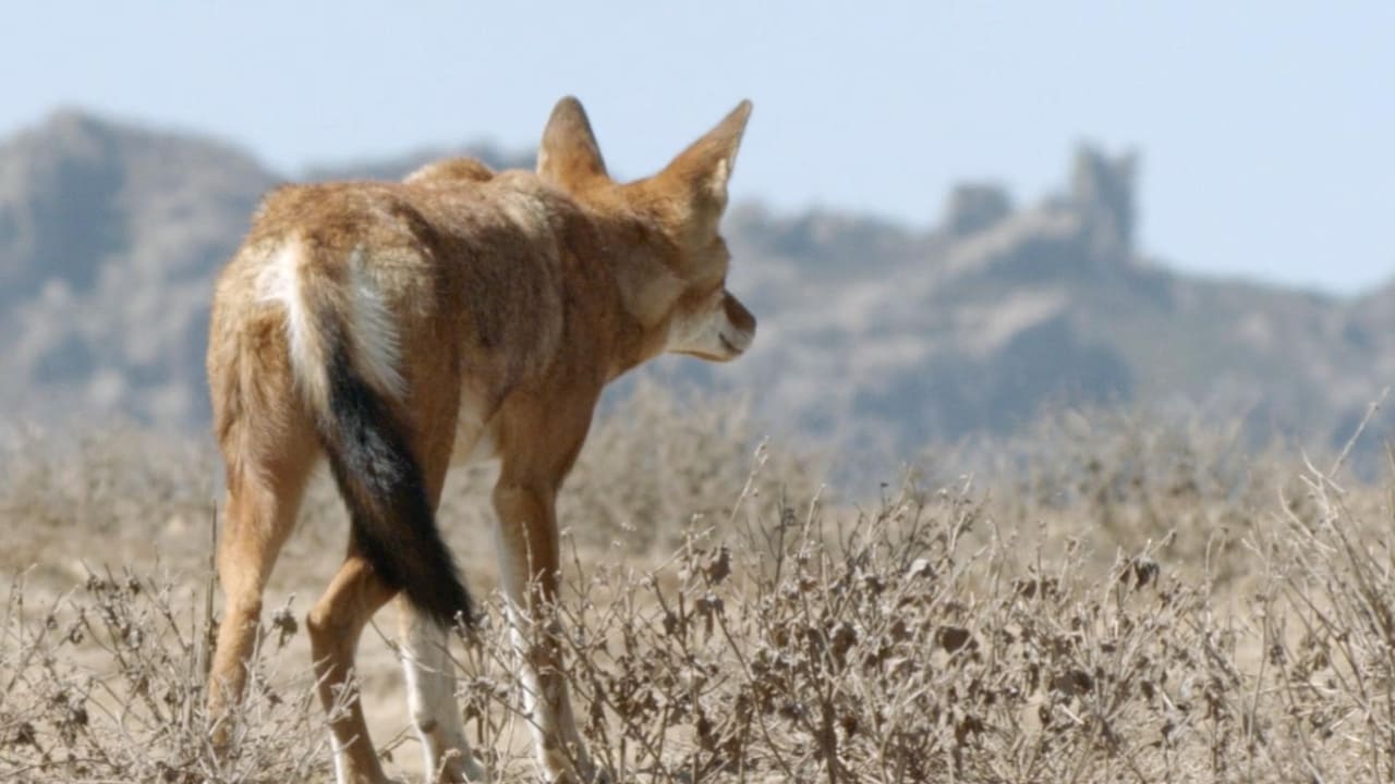 Africa's Lost Wolves