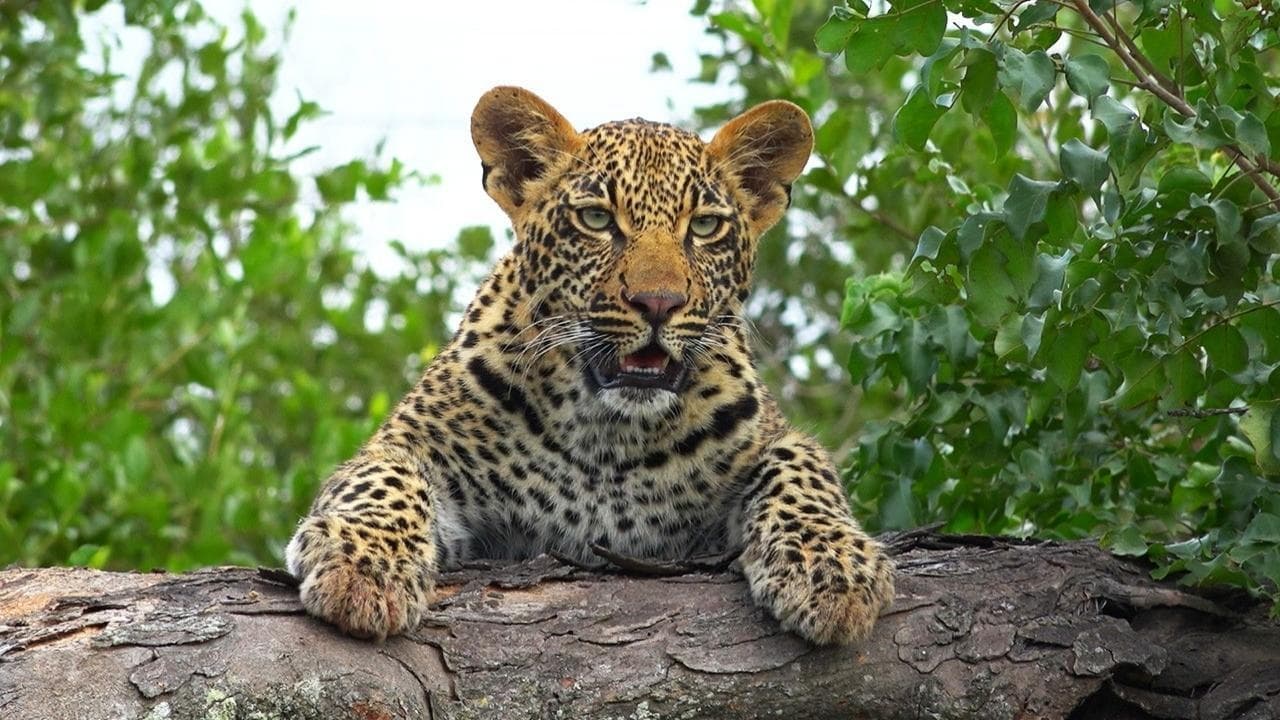 Leopard Kingdom