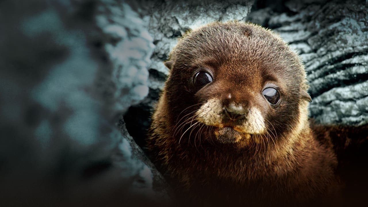 Fur Seals