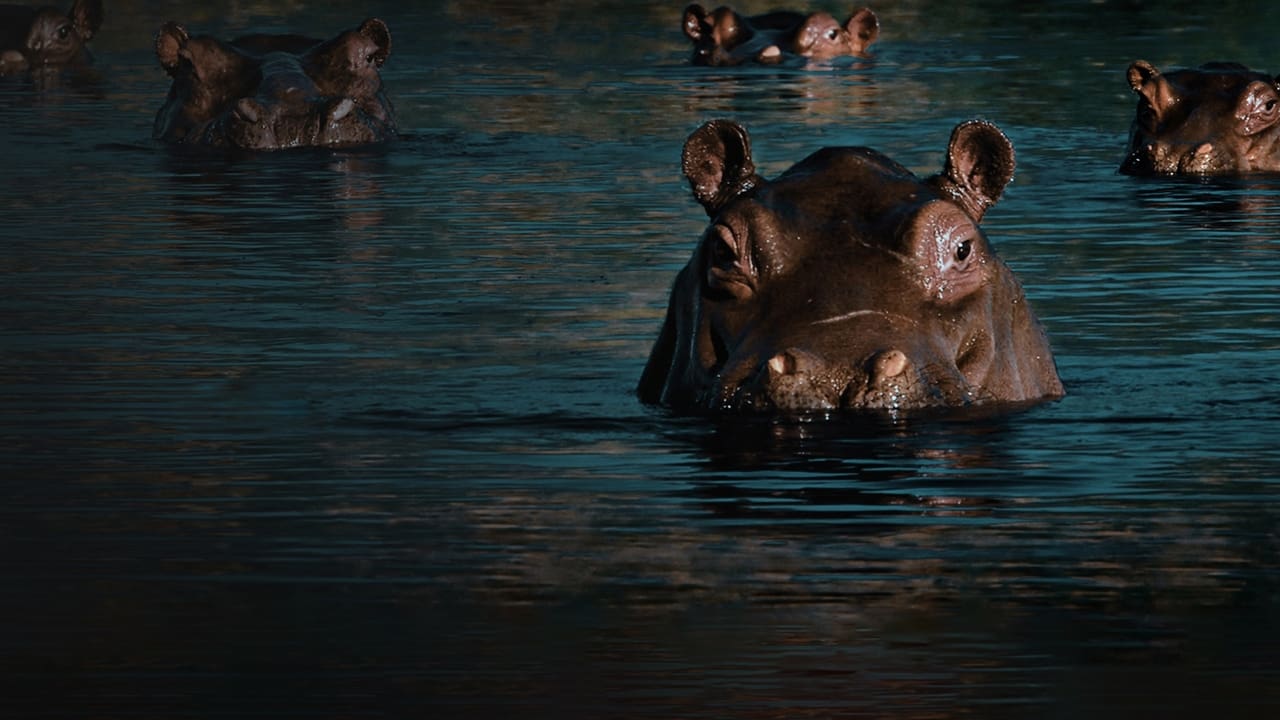 The Drug Lord's Hippos