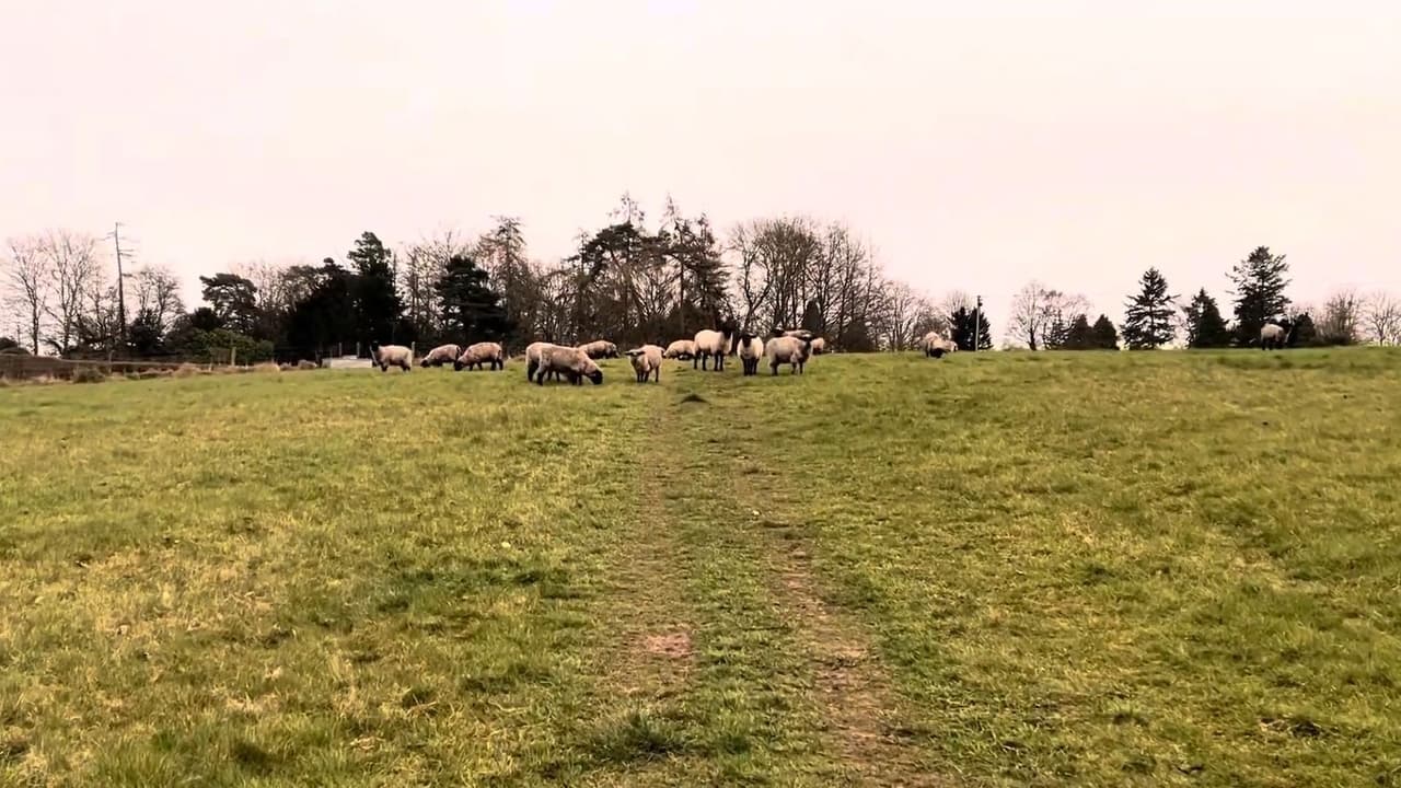 A Field of Sheep Part 2