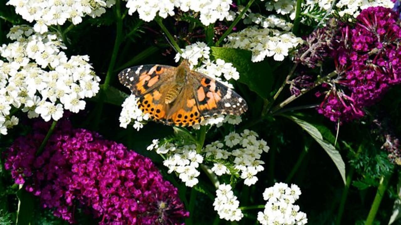 The Great Butterfly Adventure: Africa to Britain with the Painted Lady