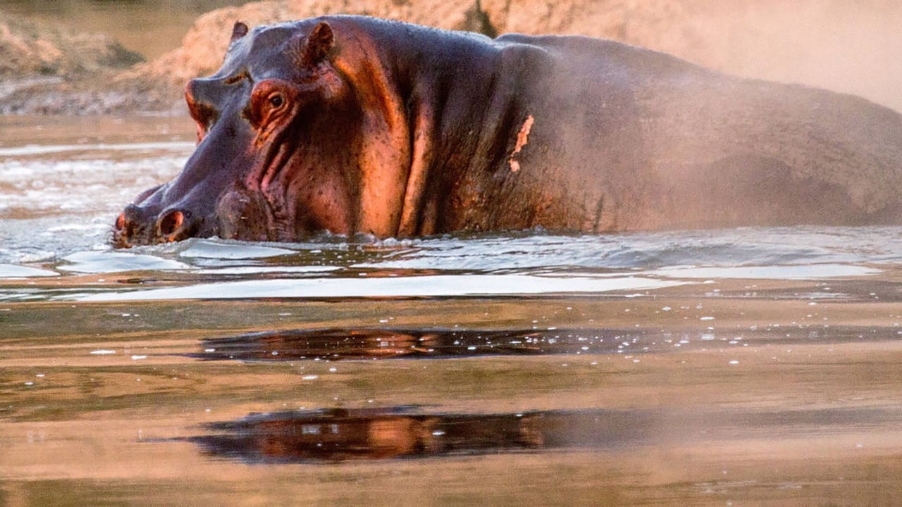 Hippos after Dark