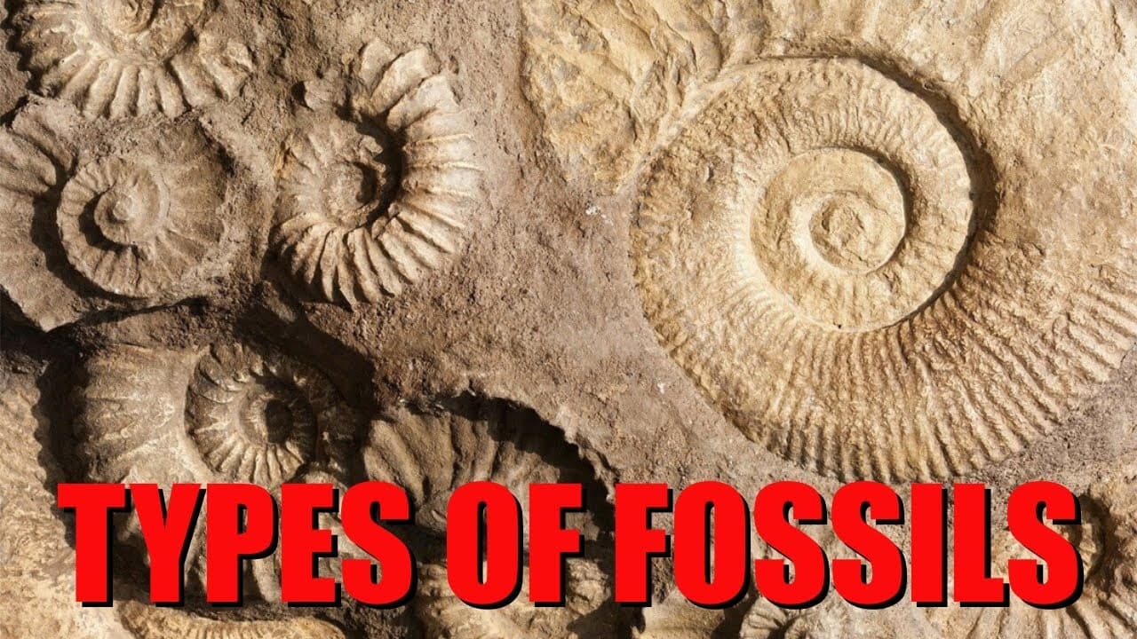 The Six Main Types of Fossilization Explained