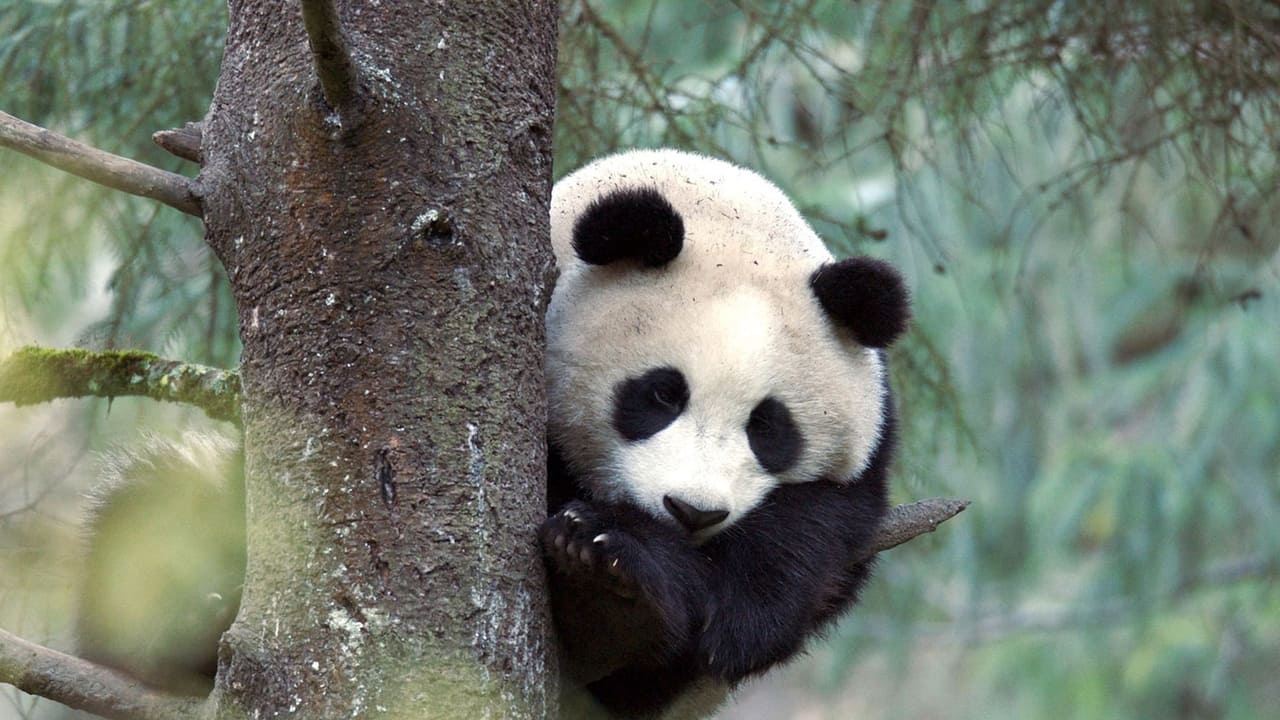 The Giant Panda