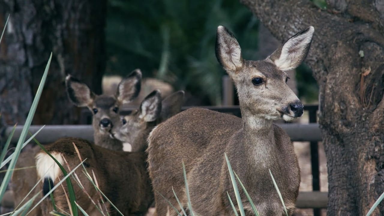 The Deer Divide