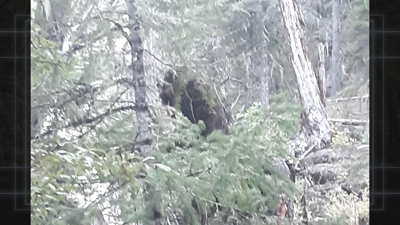 Bigfoot Evidence: Oregon