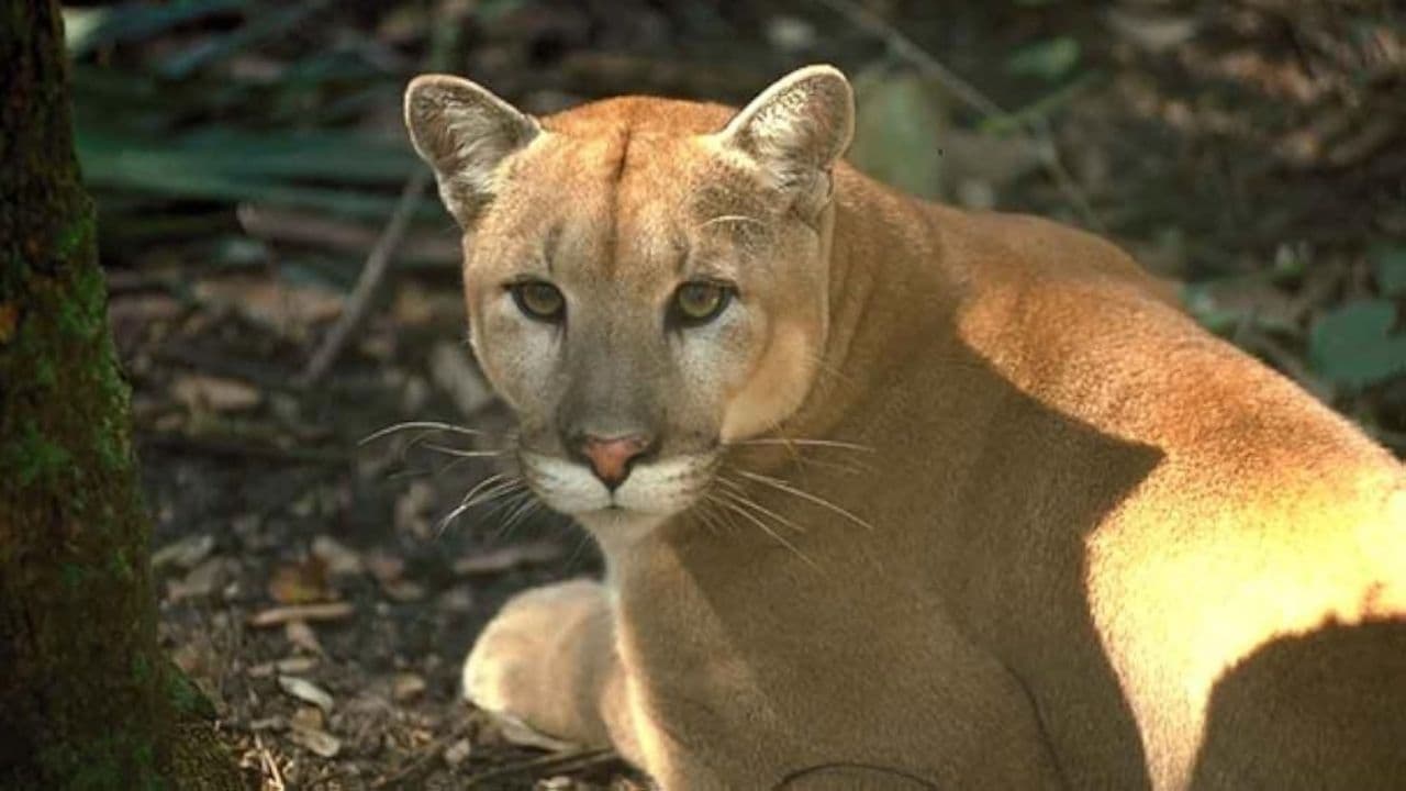 Shokee, the Everglades Panther