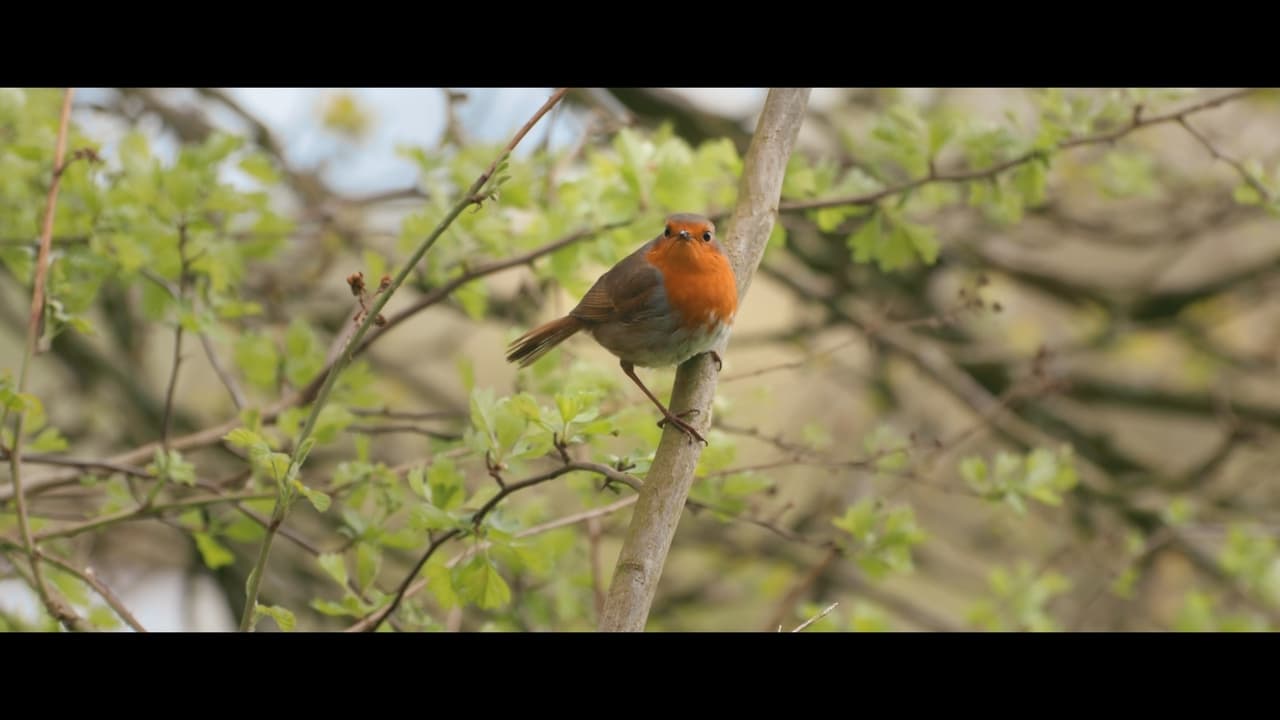 Birders