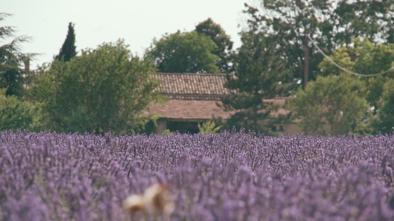 Trois oiseaux bleus