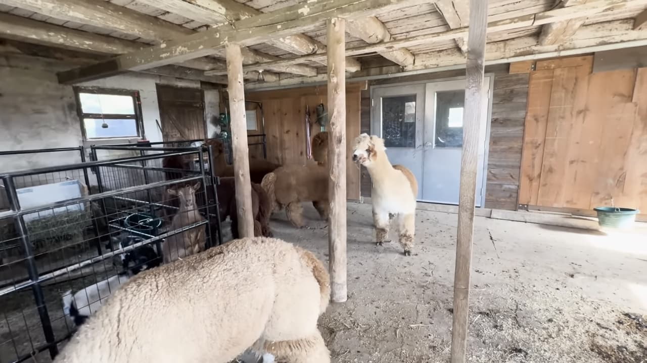 Barnyard Eclipse Mukbang