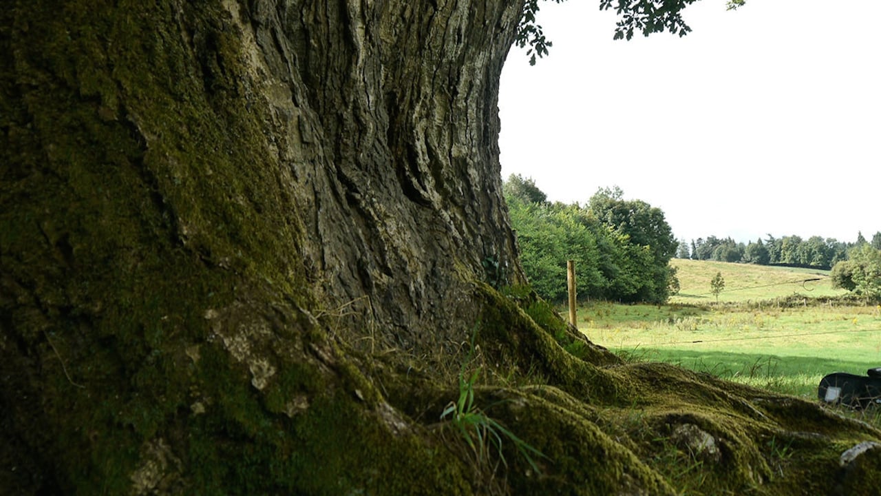 Call of the Forest: The Forgotten Wisdom of Trees