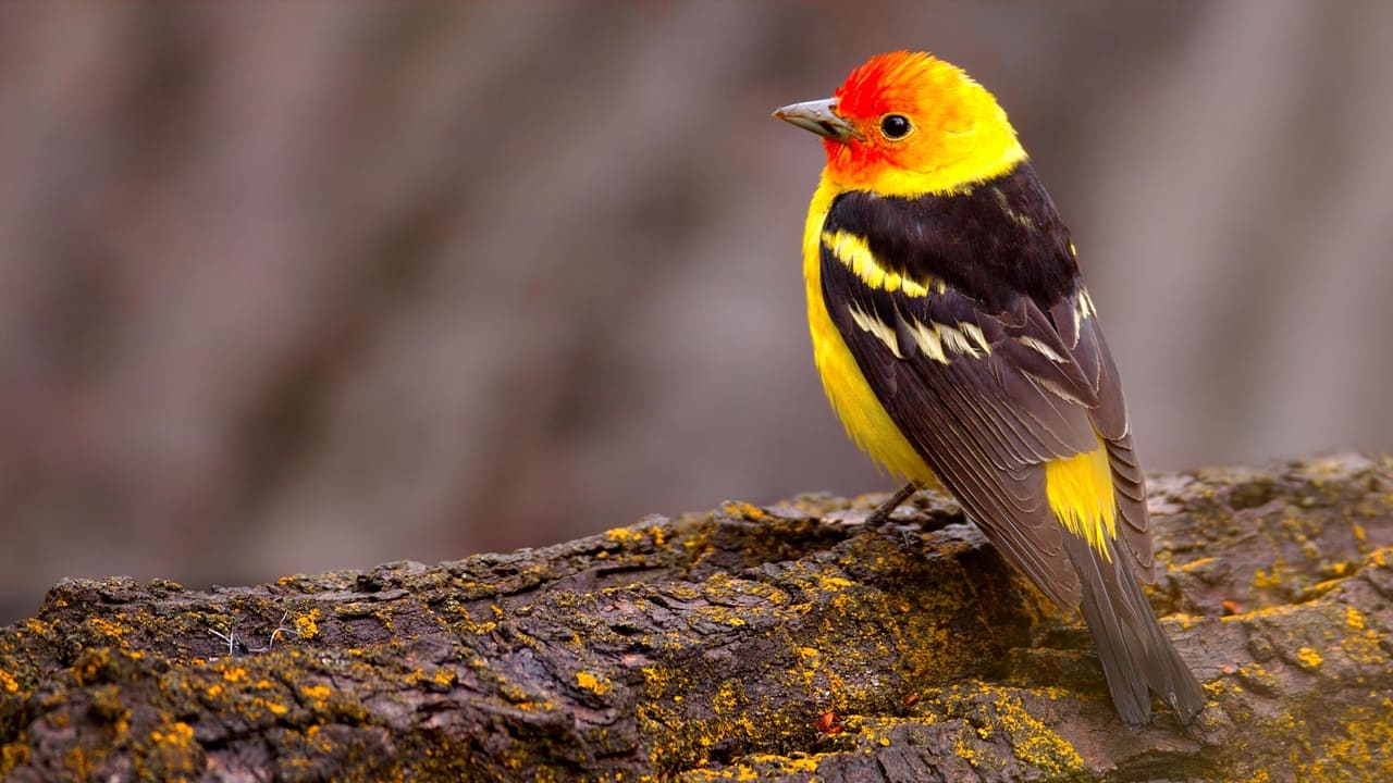 The National Geographic Guide to Birding in North America