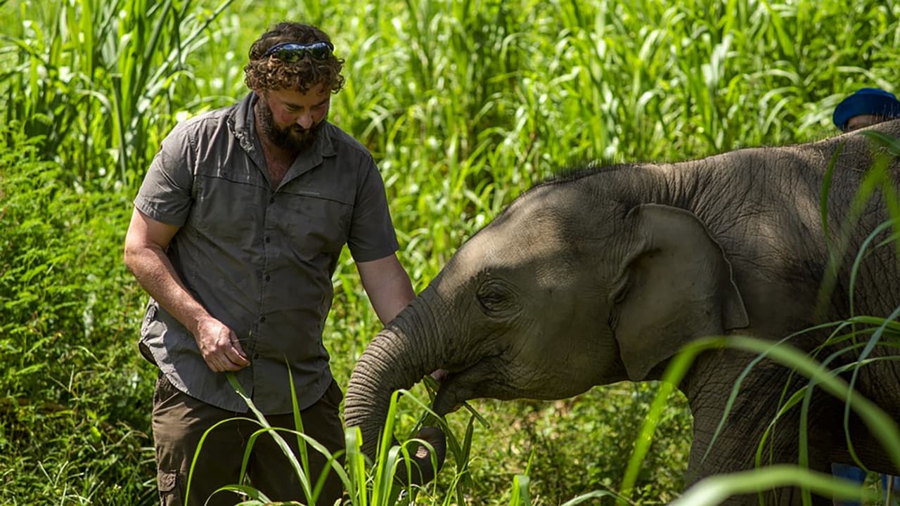 Elephant Hospital