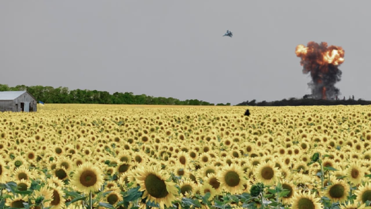 As the Sunflower Whispers