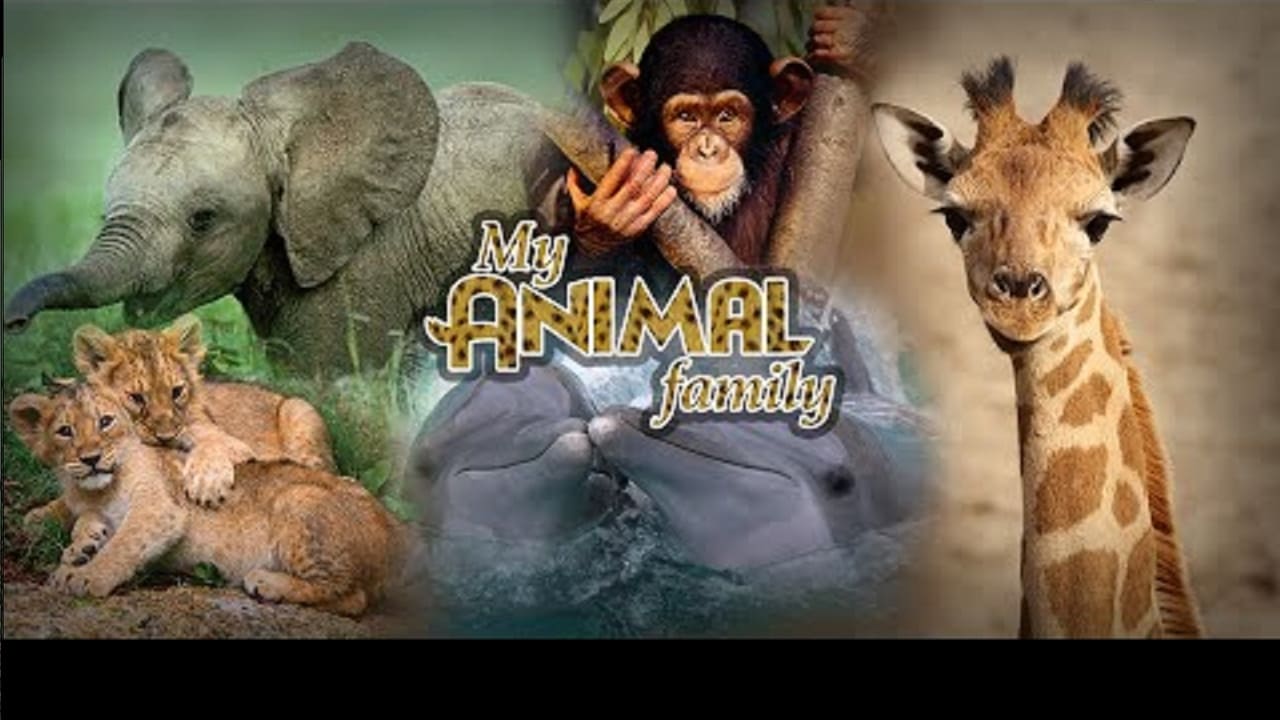 My Animal Family