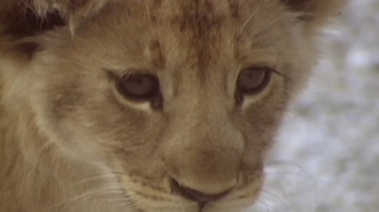 The Lions of Etosha